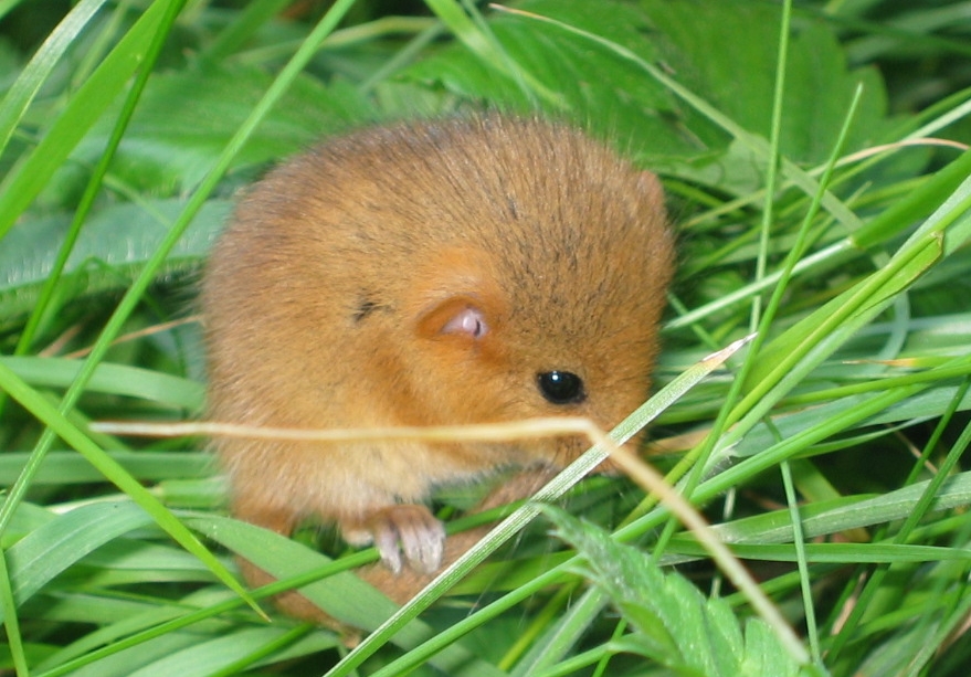 kleine Haselmaus ohne Angst