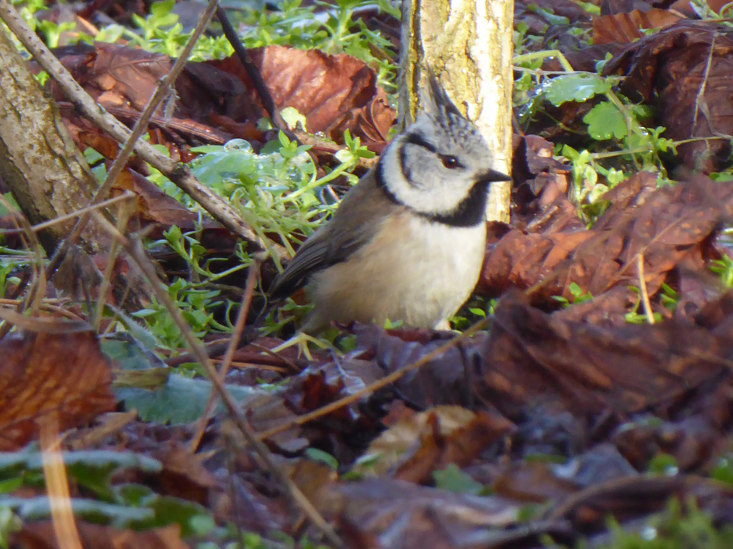 kleine Haubenmeise