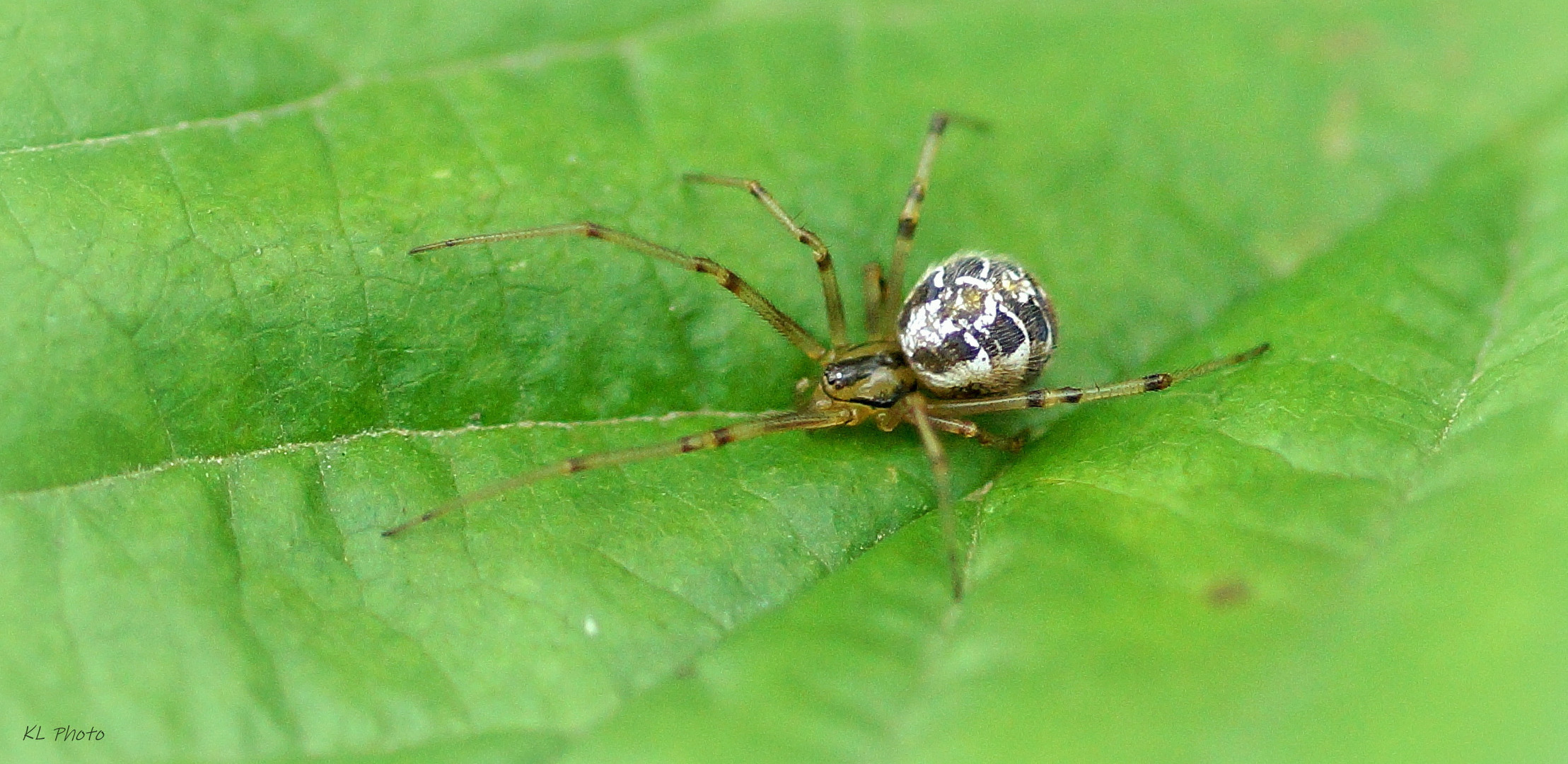 Kleine Haubennetzspinne