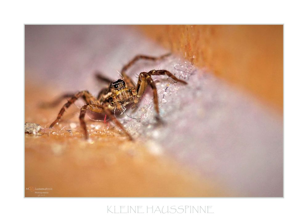 KLEINE HAUSSPINNE