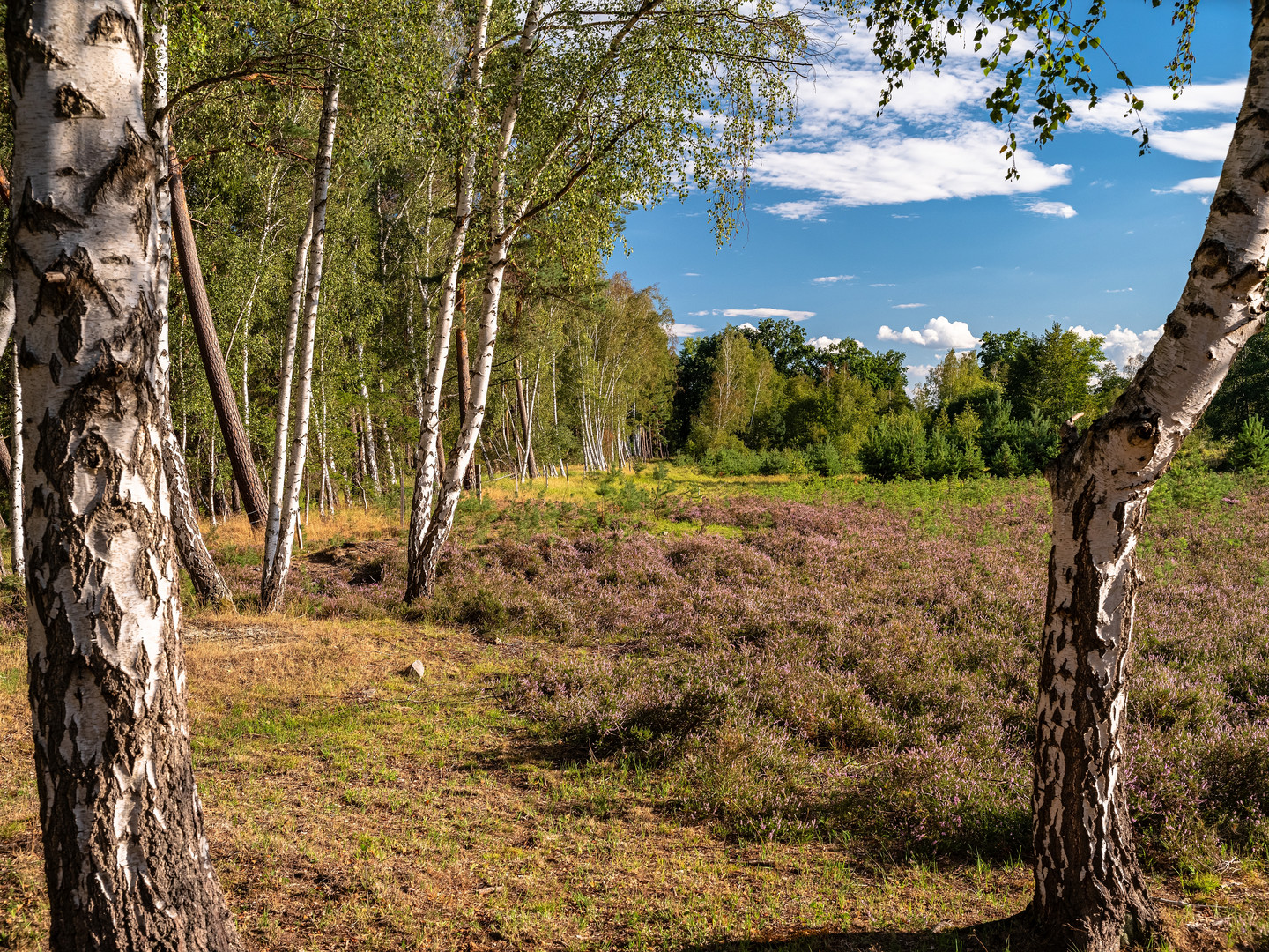 Kleine Heide