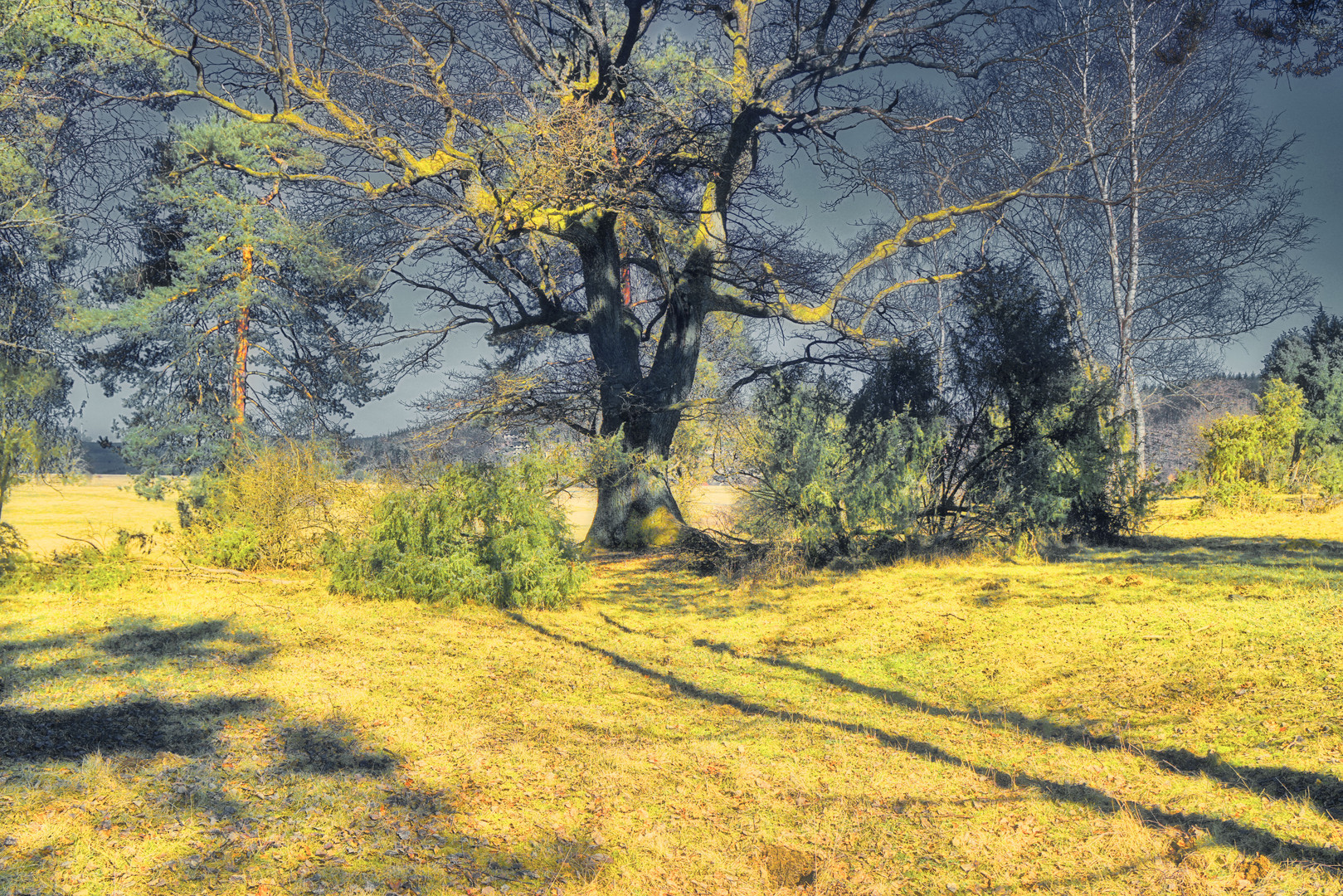 Kleine Heide: Eiche und Koniferen