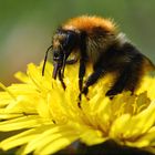 KLEINE HELDEN DER NATUR.