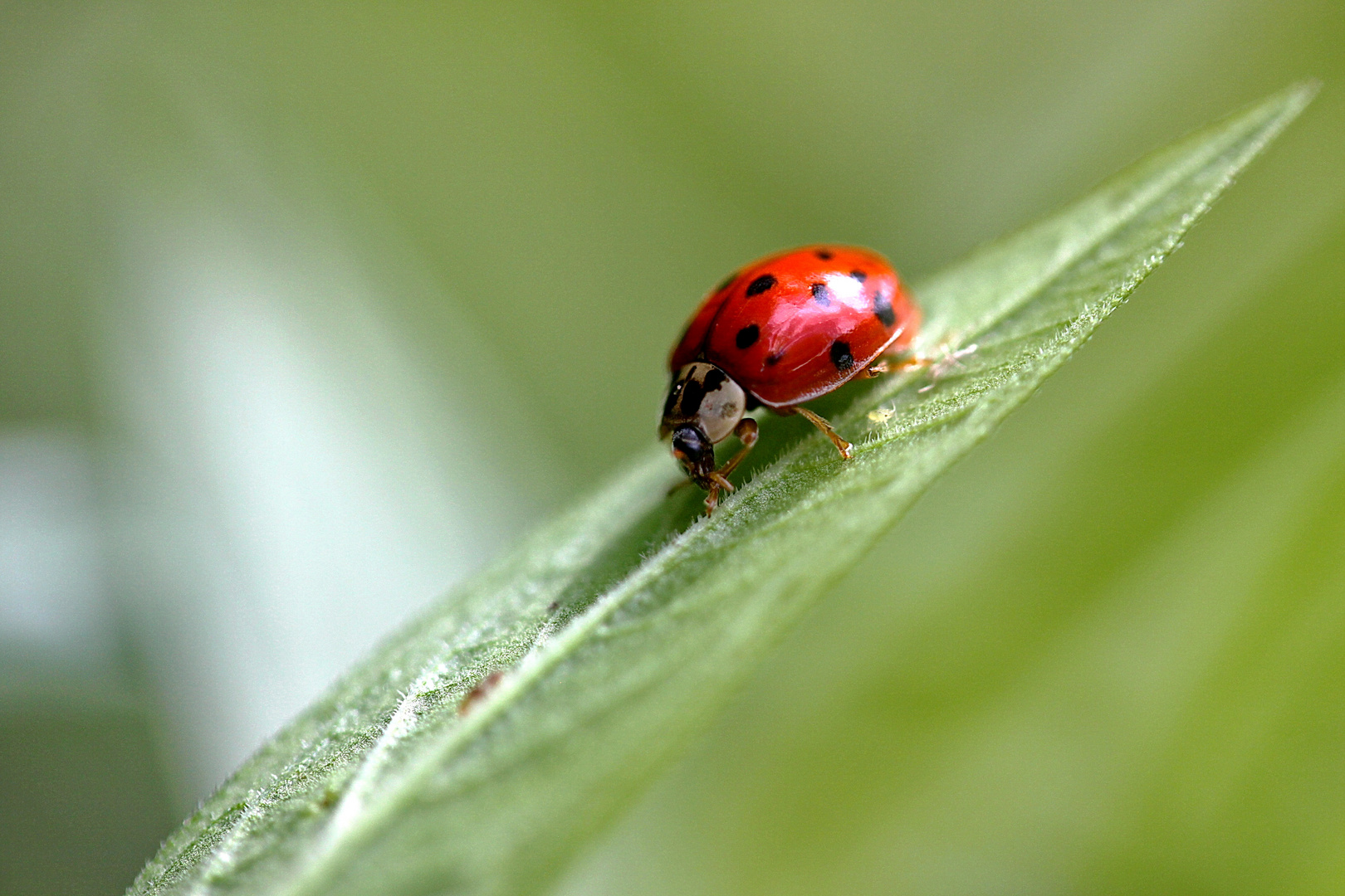 Kleine Helfer im Garten ...