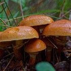 Kleine Herbstboten auf dem Waldboden