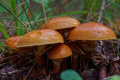 Kleine Herbstboten auf dem Waldboden