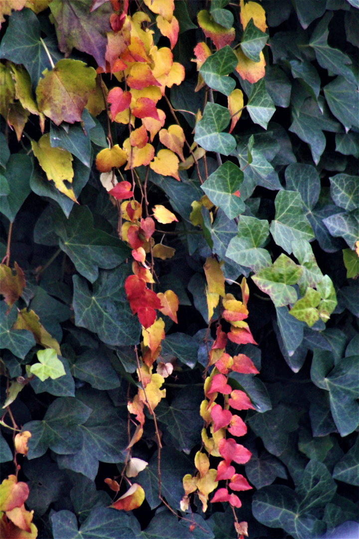 kleine Herbstgirlanden ....