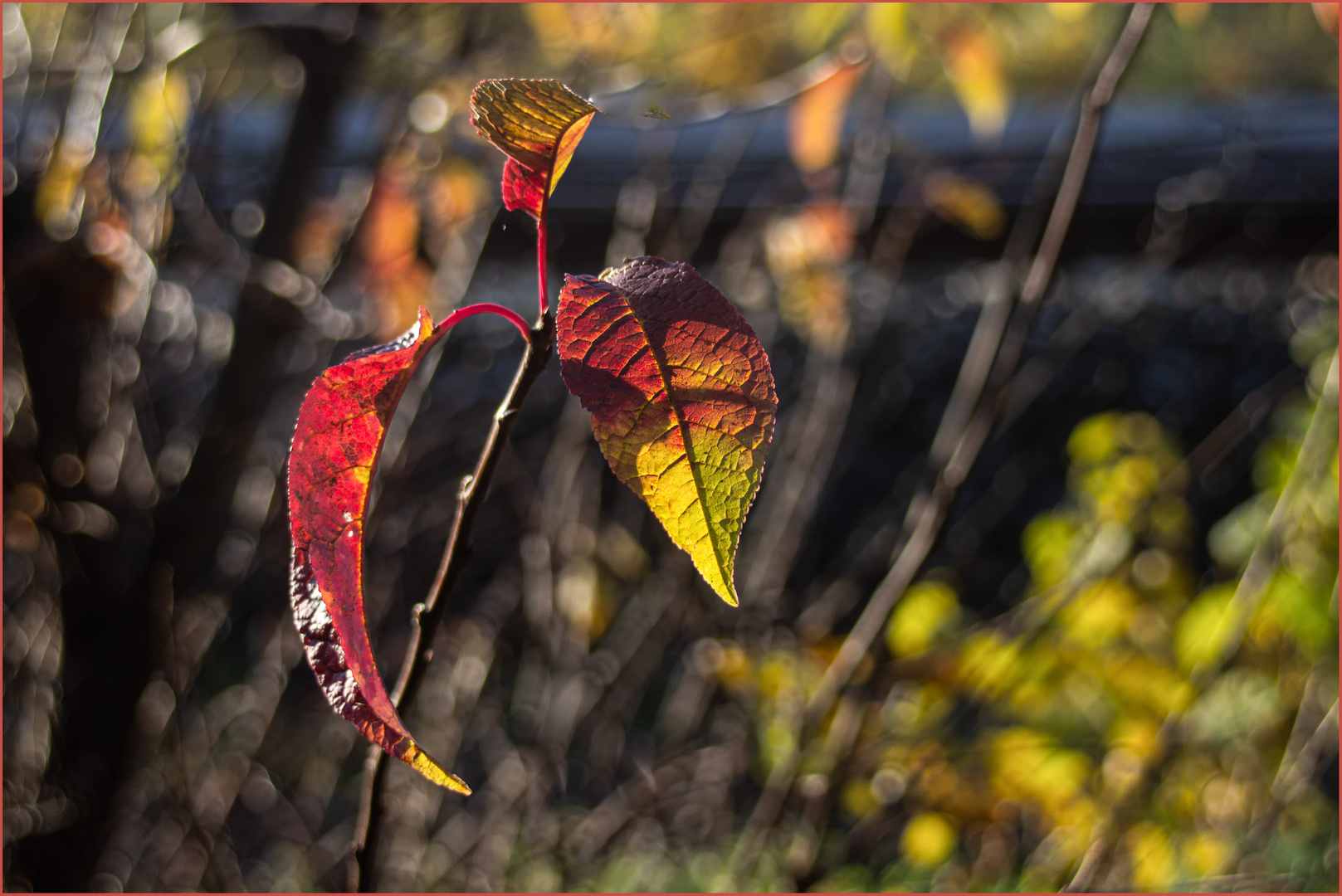 Kleine Herbstimpression ...