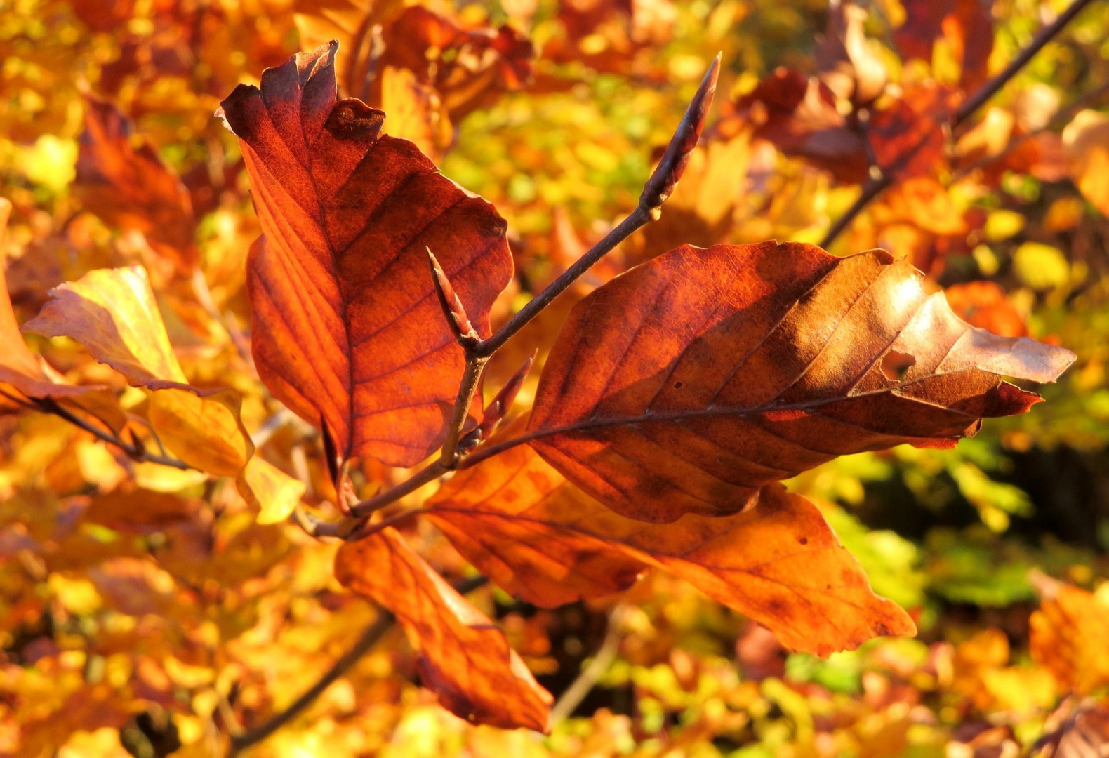 Kleine Herbstimpression