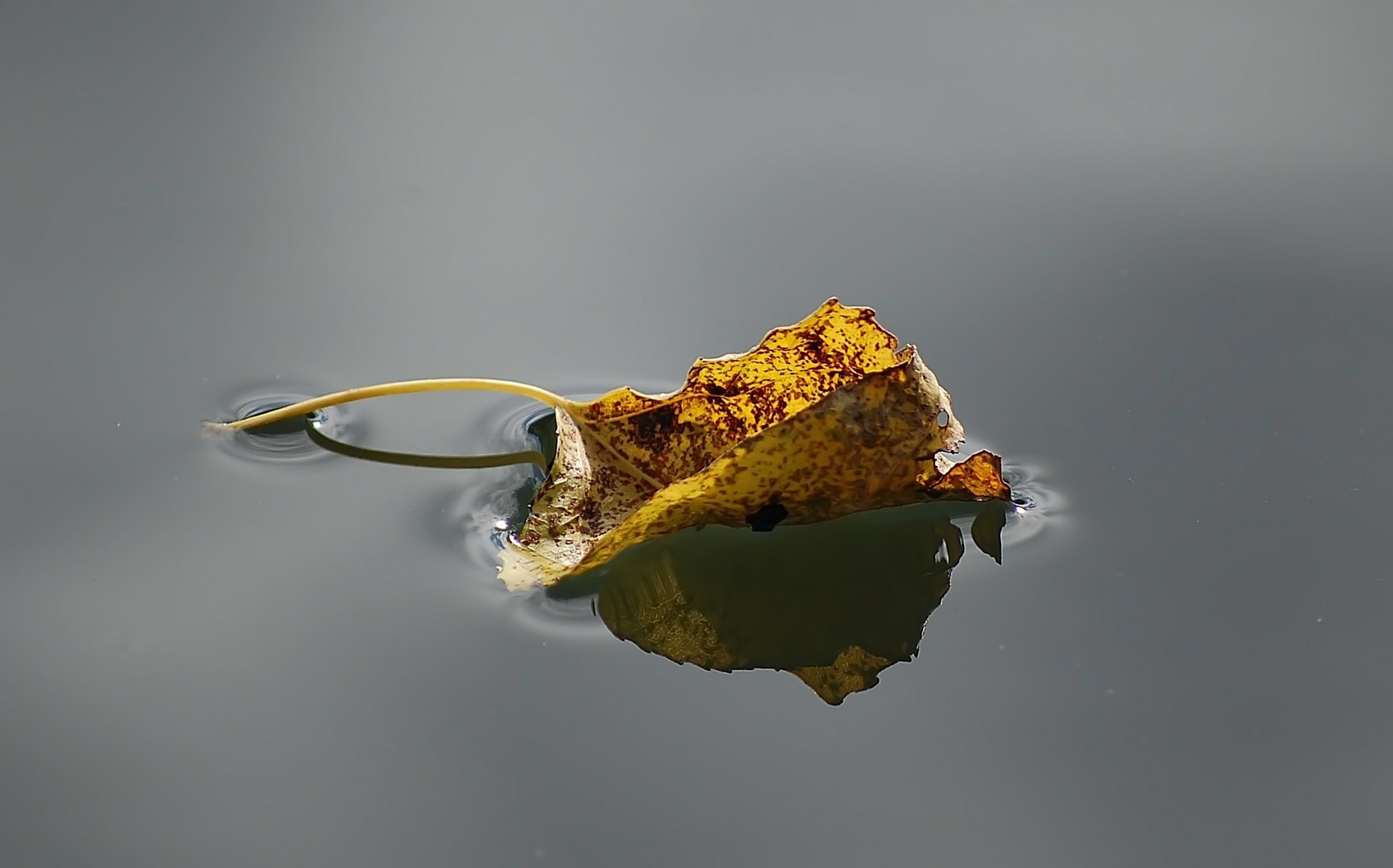 Kleine herbstliche Flussfahrt.