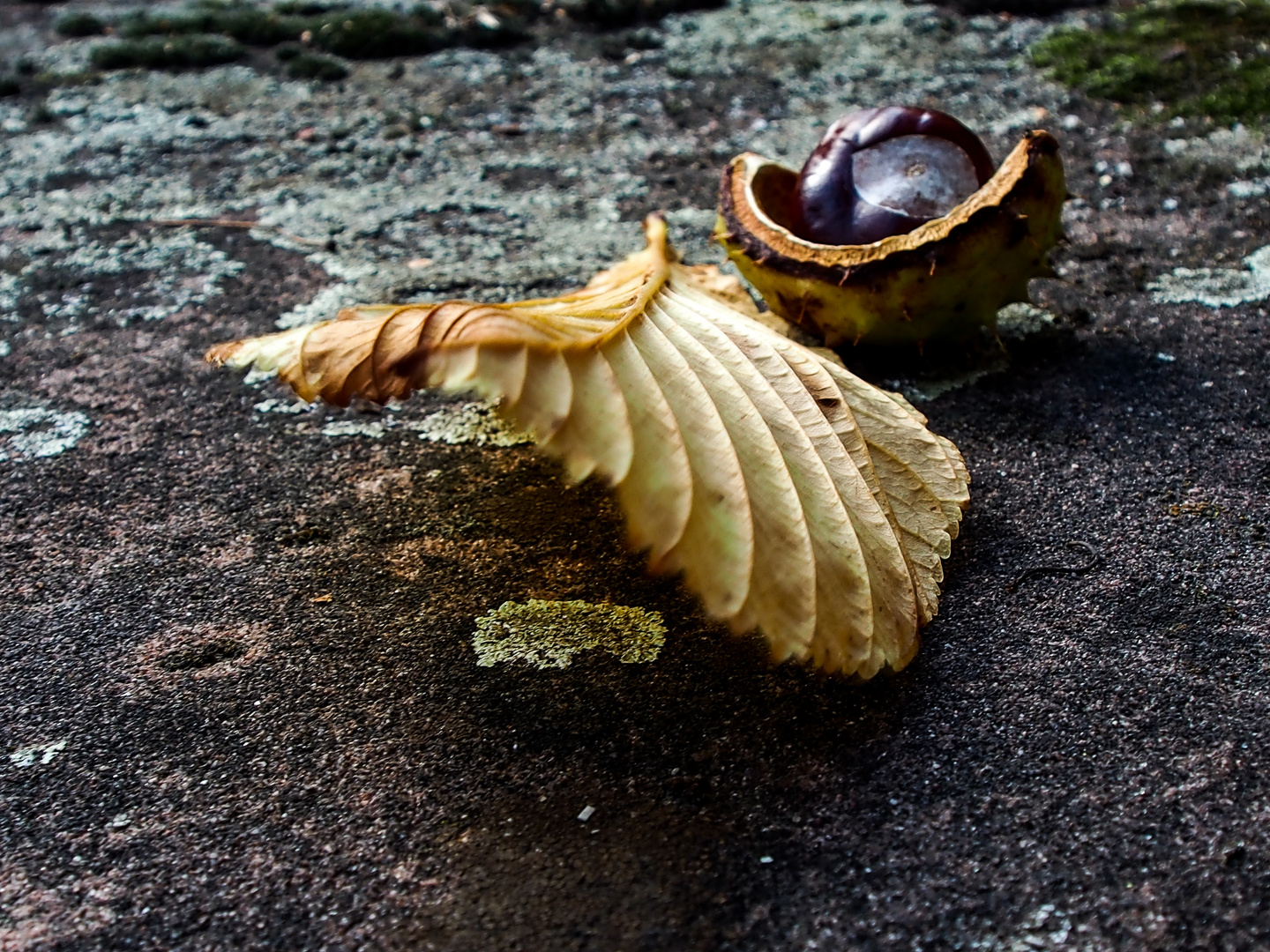 kleine Herbstsammlung