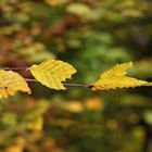 kleine Herbstschönheit