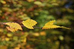 kleine Herbstschönheit