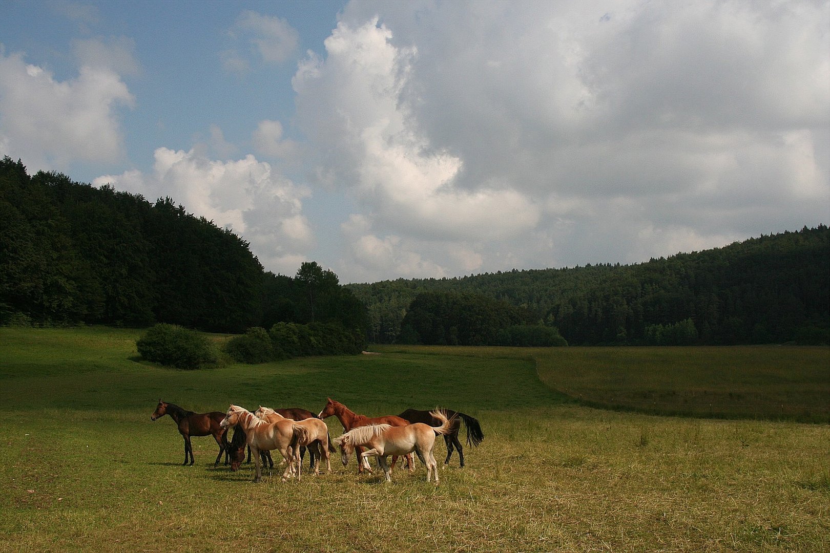 Kleine Herde im Licht