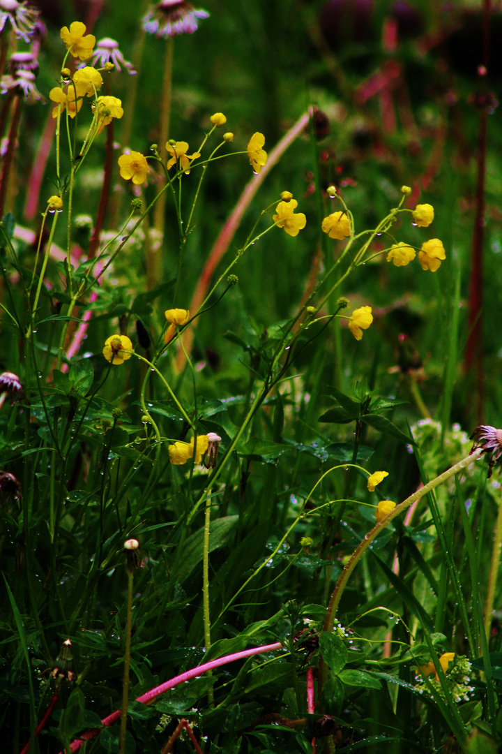 KLEINE HERZÖFFNER IM FRÜHLING