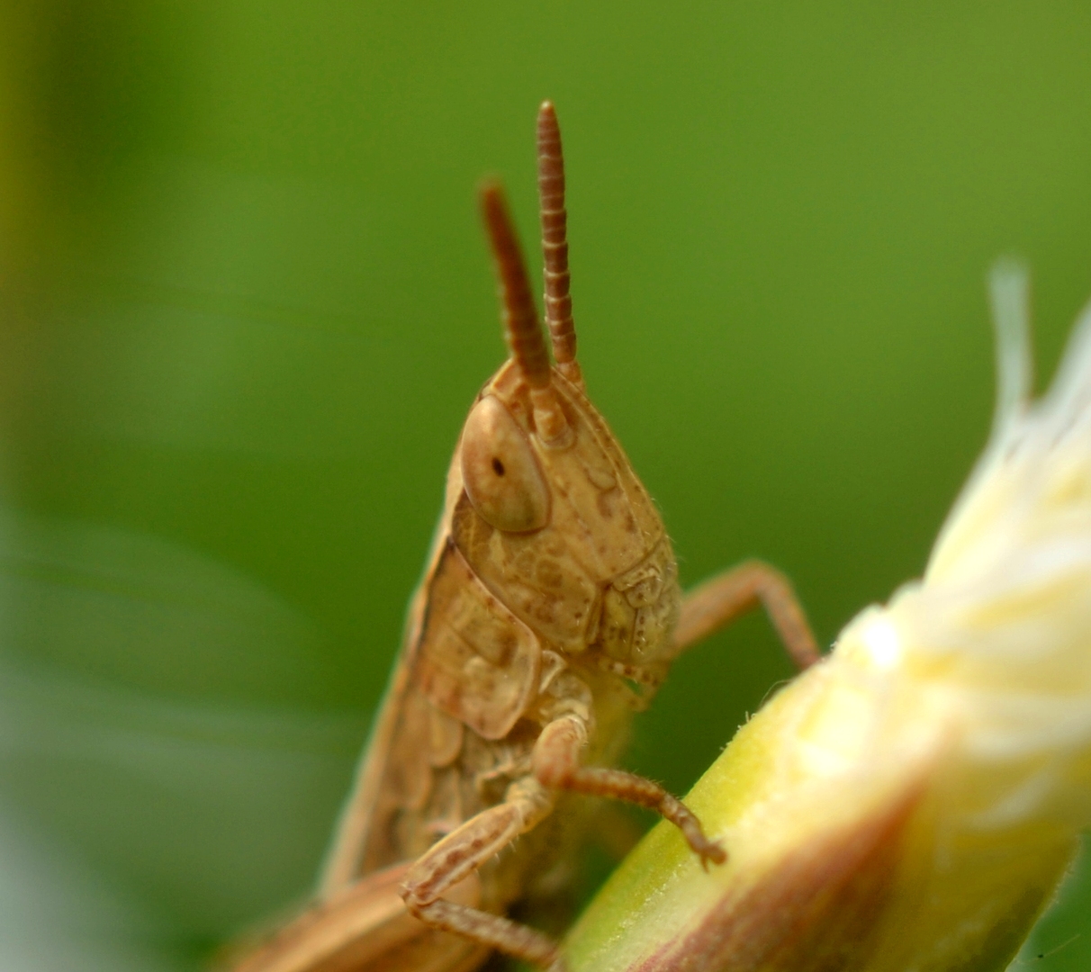 kleine Heuschrecke