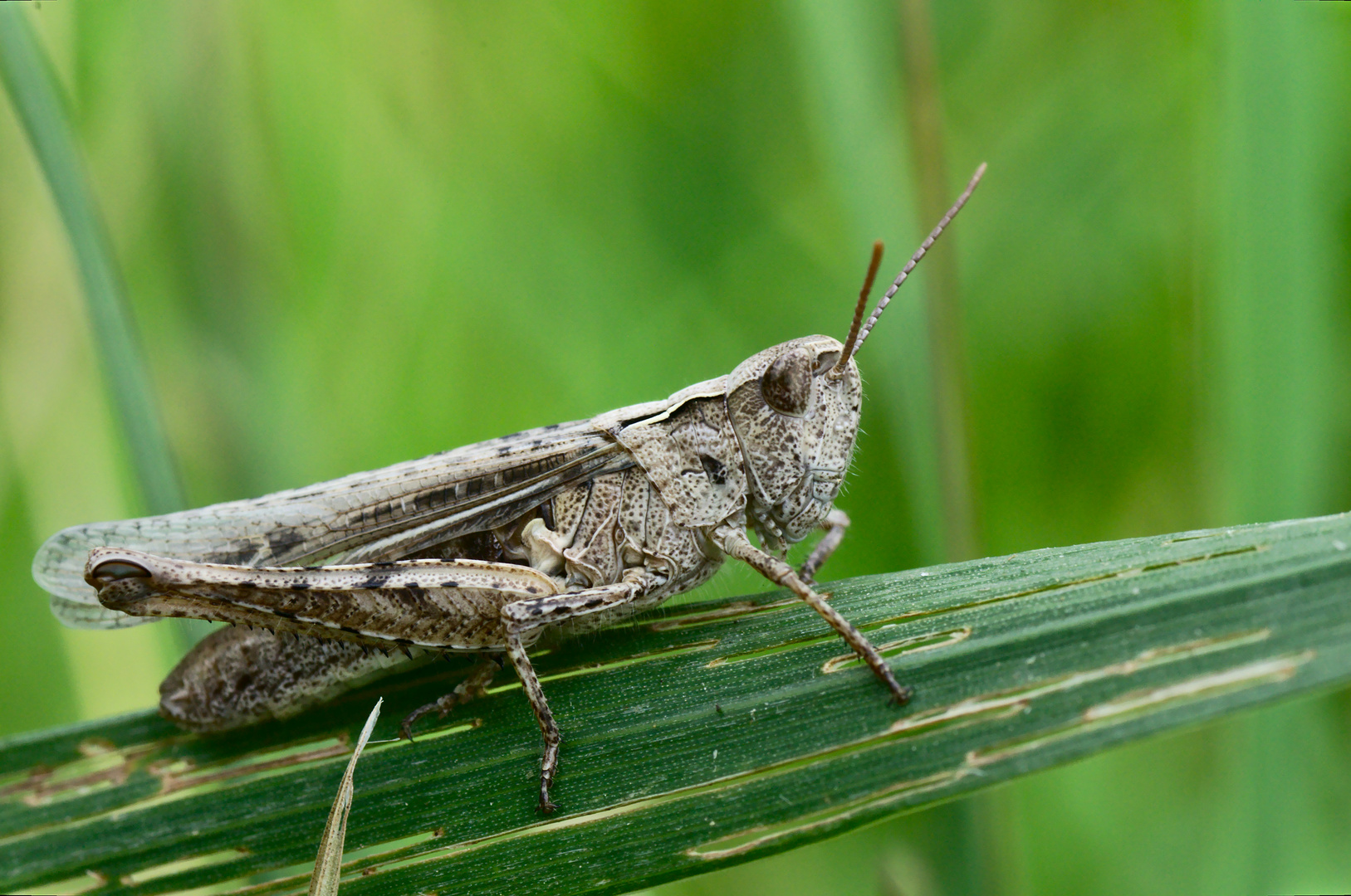 Kleine Heuschrecke Foto & Bild tiere, wildlife, insekten Bilder auf