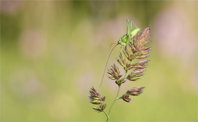*Kleine Heuschrecke auf Ähre,...*