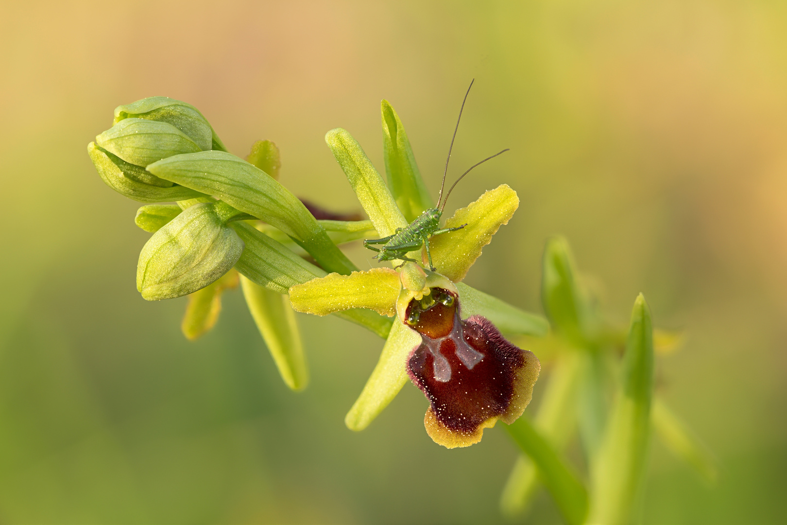 Kleine Heuschrecke auf einem besonderen Ruheplatz: Ophrys sphegodes x araneola (Hybride)