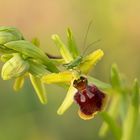 Kleine Heuschrecke auf einem besonderen Ruheplatz: Ophrys sphegodes x araneola (Hybride)