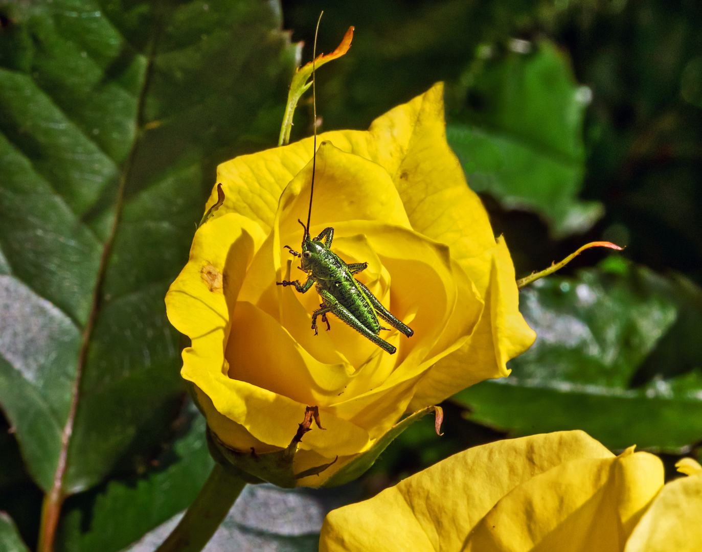 Kleine Heuschrecke auf einer gelben Heckenrose