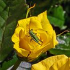 Kleine Heuschrecke auf einer gelben Heckenrose