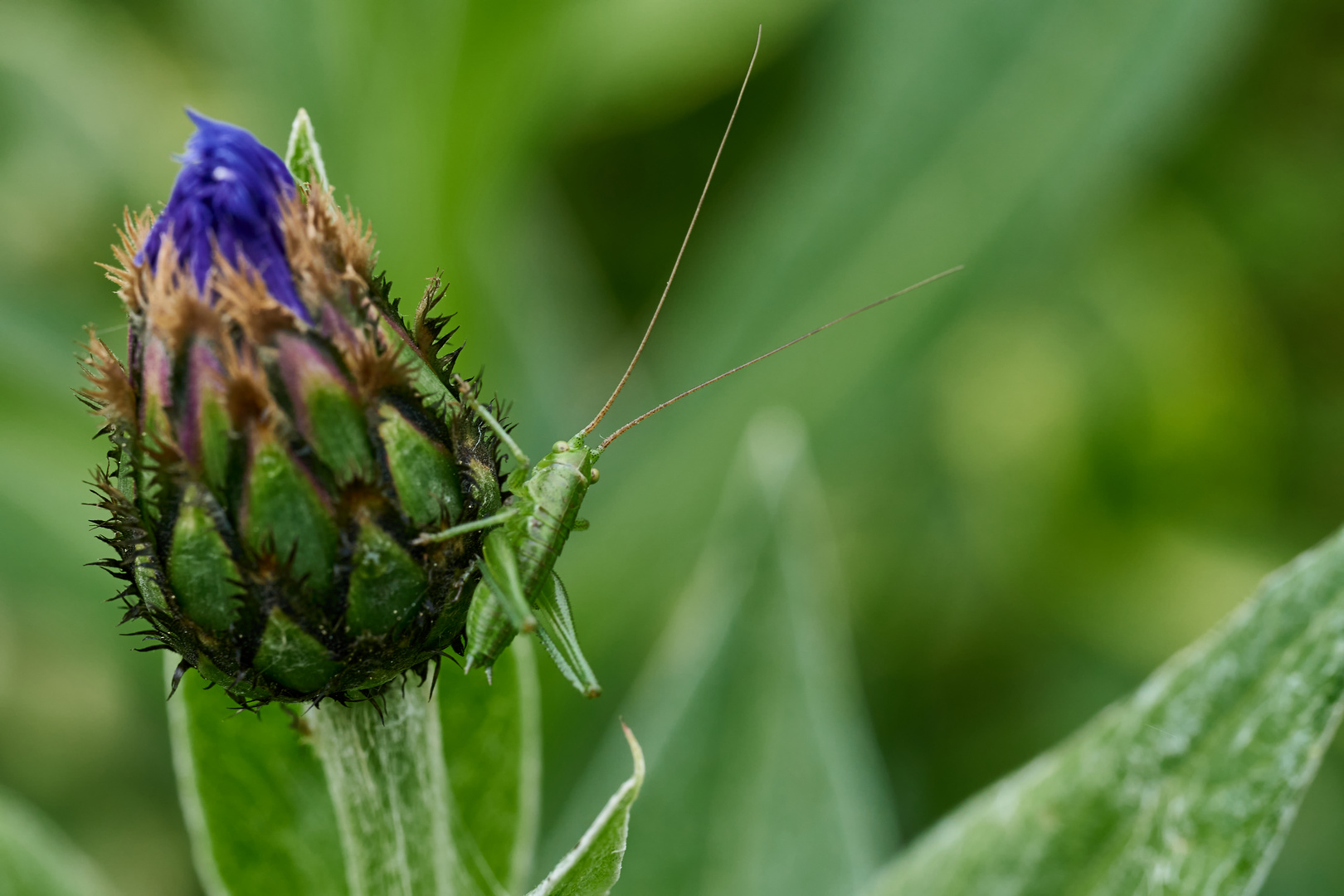 kleine Heuschrecke auf Kornblume