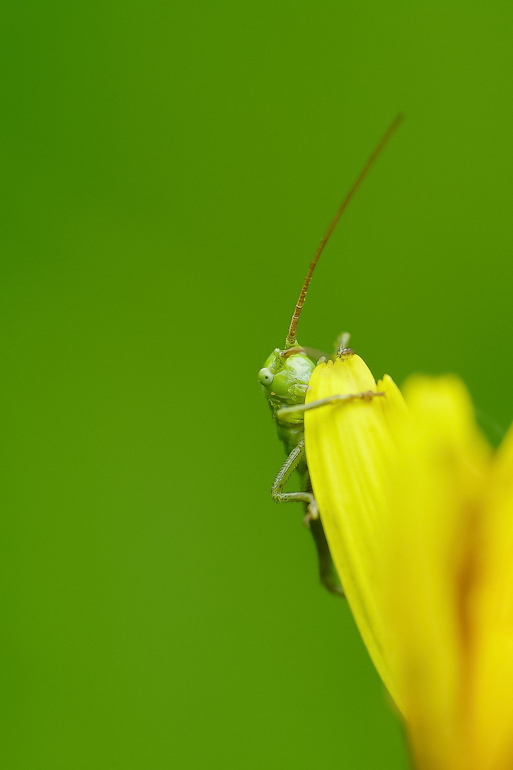 Kleine Heuschrecke