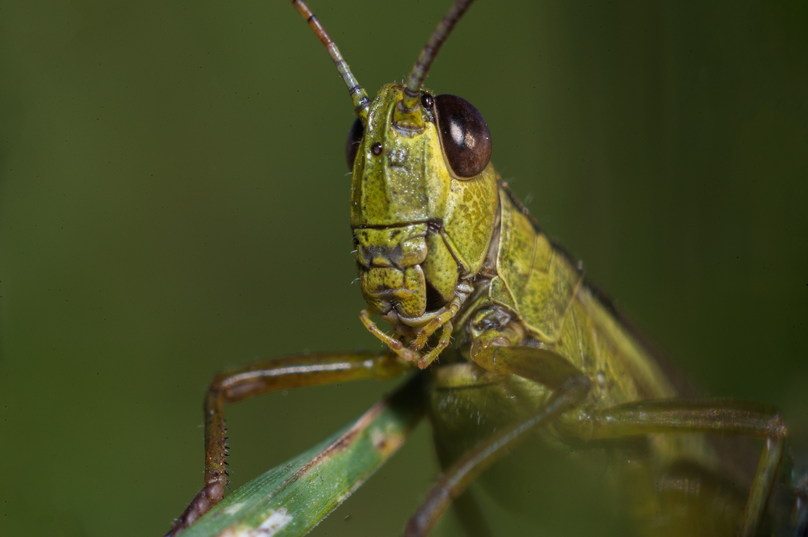 kleine Heuschrecke in gross