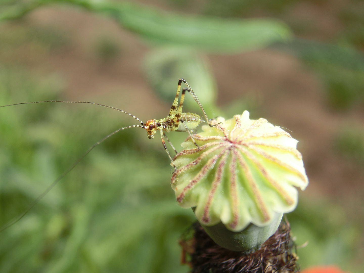 Kleine  Heuschrecke ; kleines Heupferd auf Mohnblume 