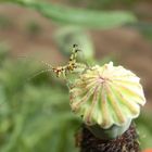 Kleine  Heuschrecke ; kleines Heupferd auf Mohnblume 