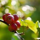 Kleine Holzäpfel mit Bokeh