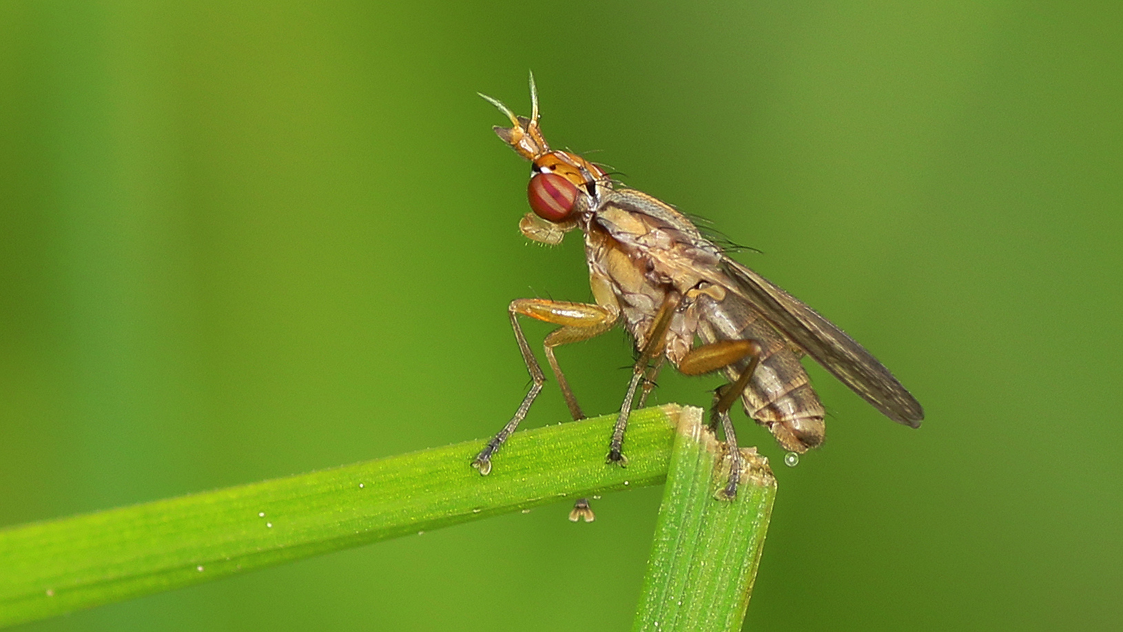 Kleine Hornfliege...