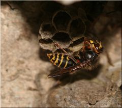 Kleine Hornisse oder Mittlere Wespe