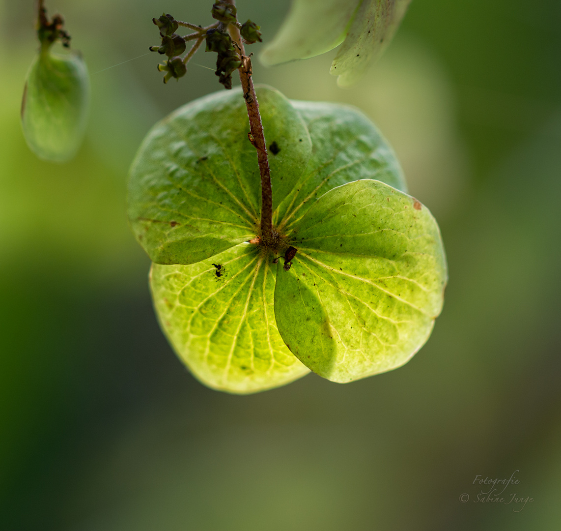 Kleine Hortensienblüte