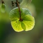 Kleine Hortensienblüte