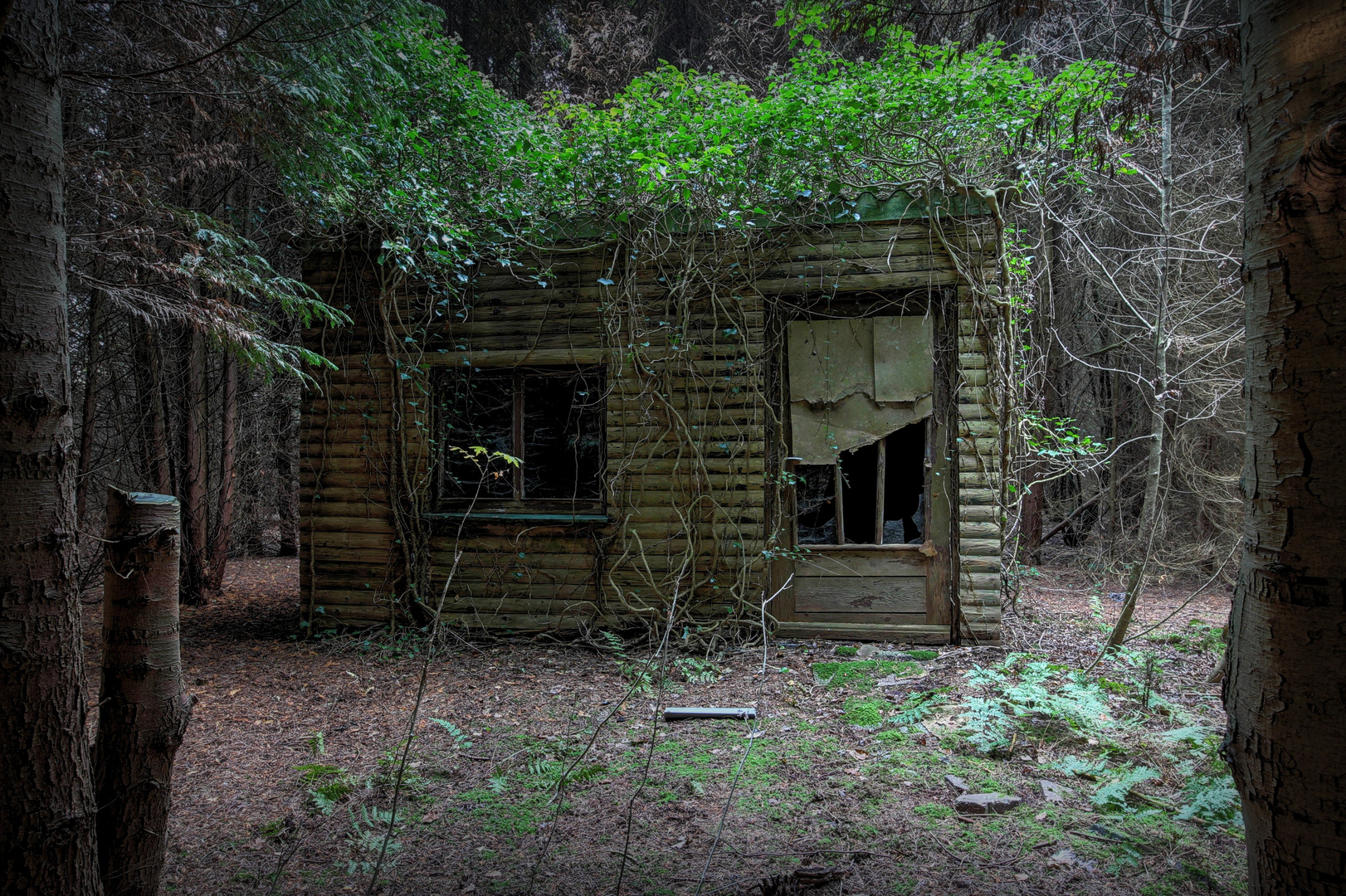 kleine Hütte, versteckt im Wald