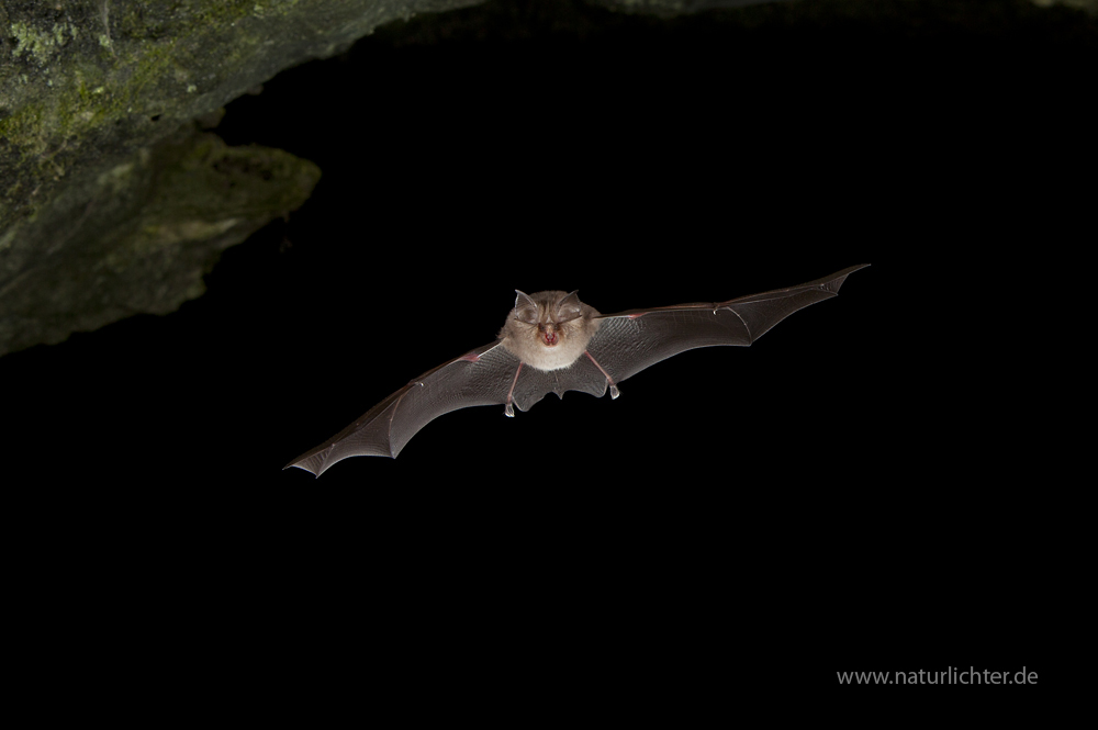 Kleine Hufeisennase Im Flug Foto Bild Tiere Wildlife Saugetiere Bilder Auf Fotocommunity