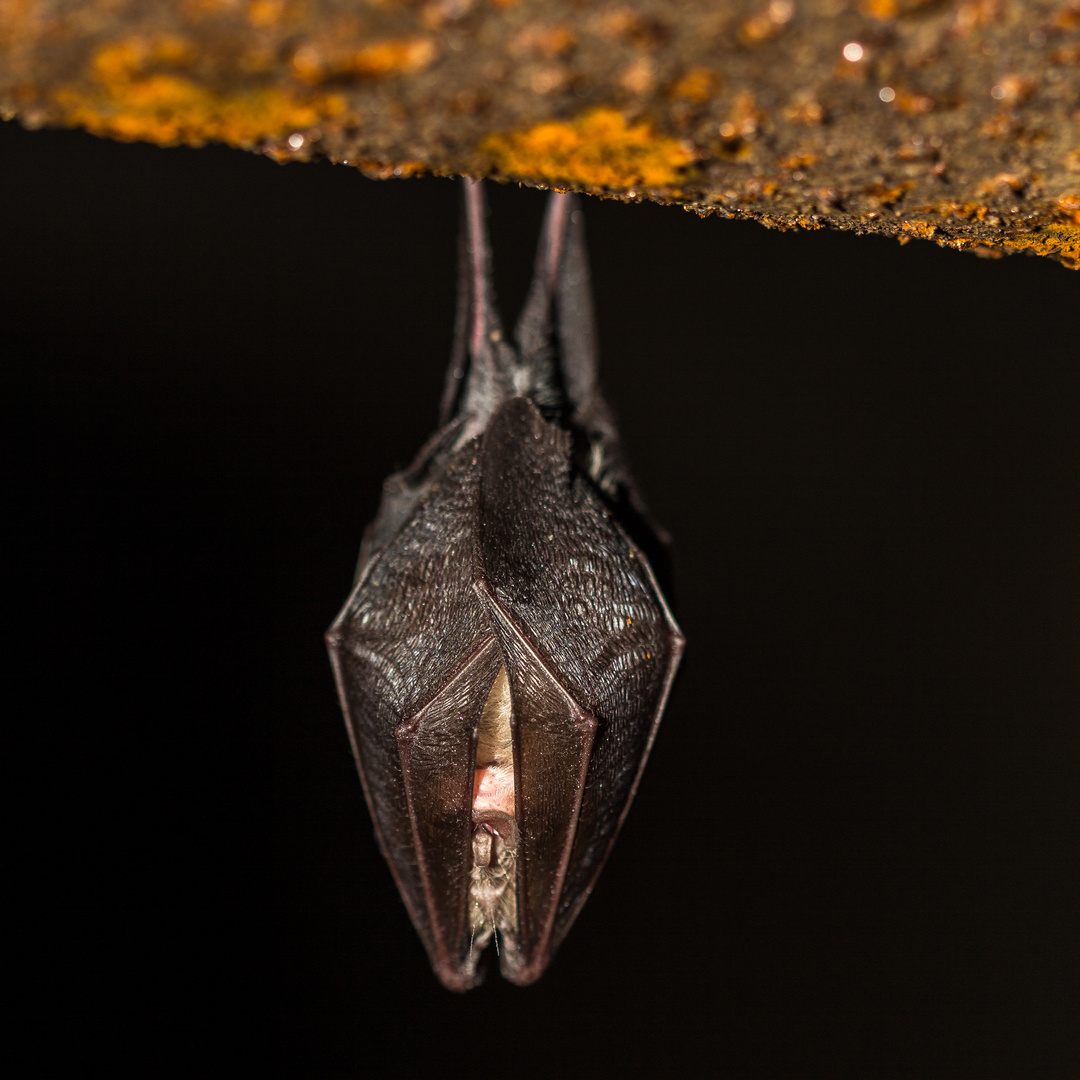 Kleine Hufeisennase (Rhinolophus hipposideros)IMG_6709