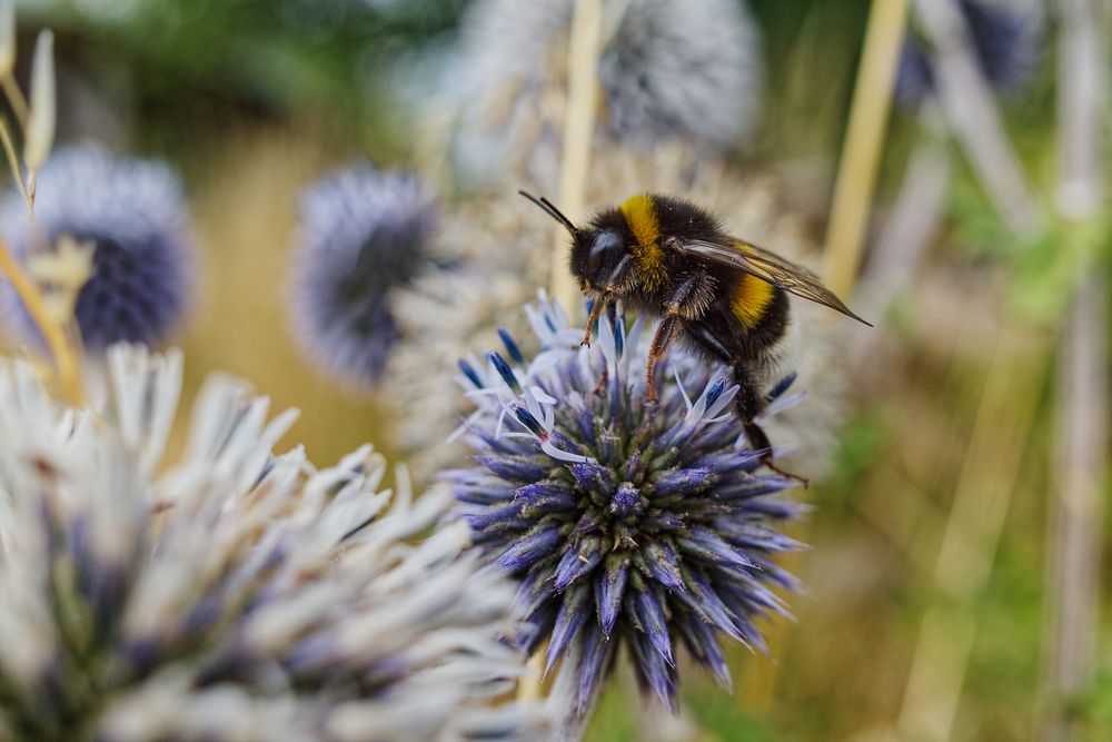 Kleine Hummel