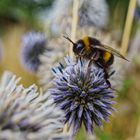 Kleine Hummel