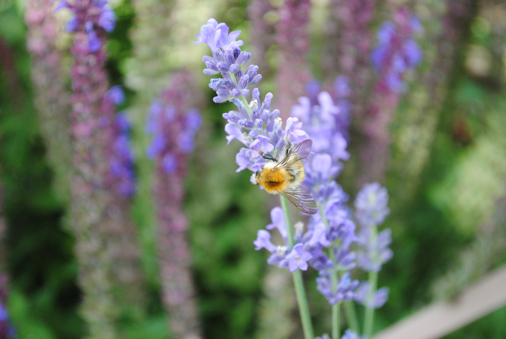 kleine Hummel