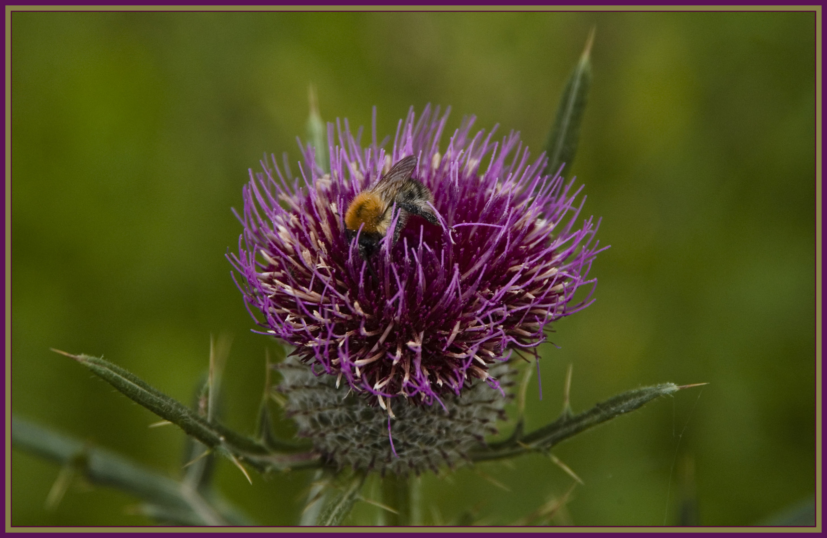 kleine Hummel