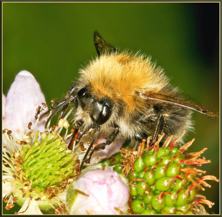 Kleine Hummel