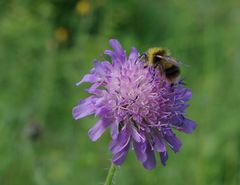 Kleine Hummel