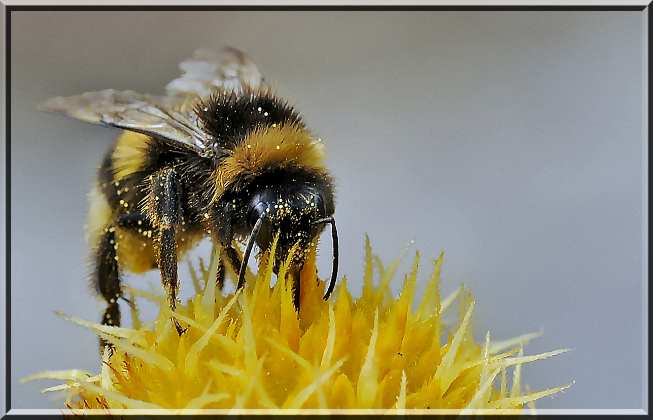 kleine Hummel.