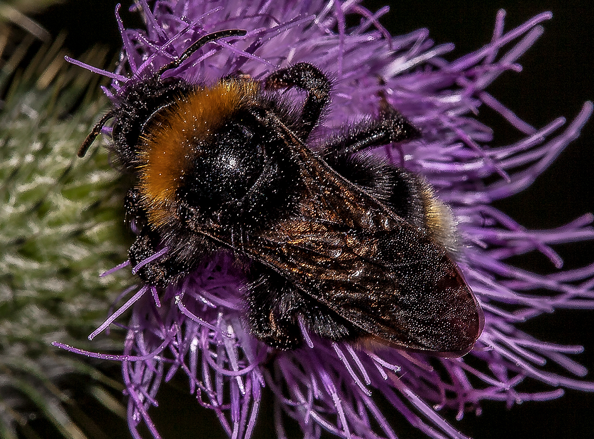 Kleine Hummel