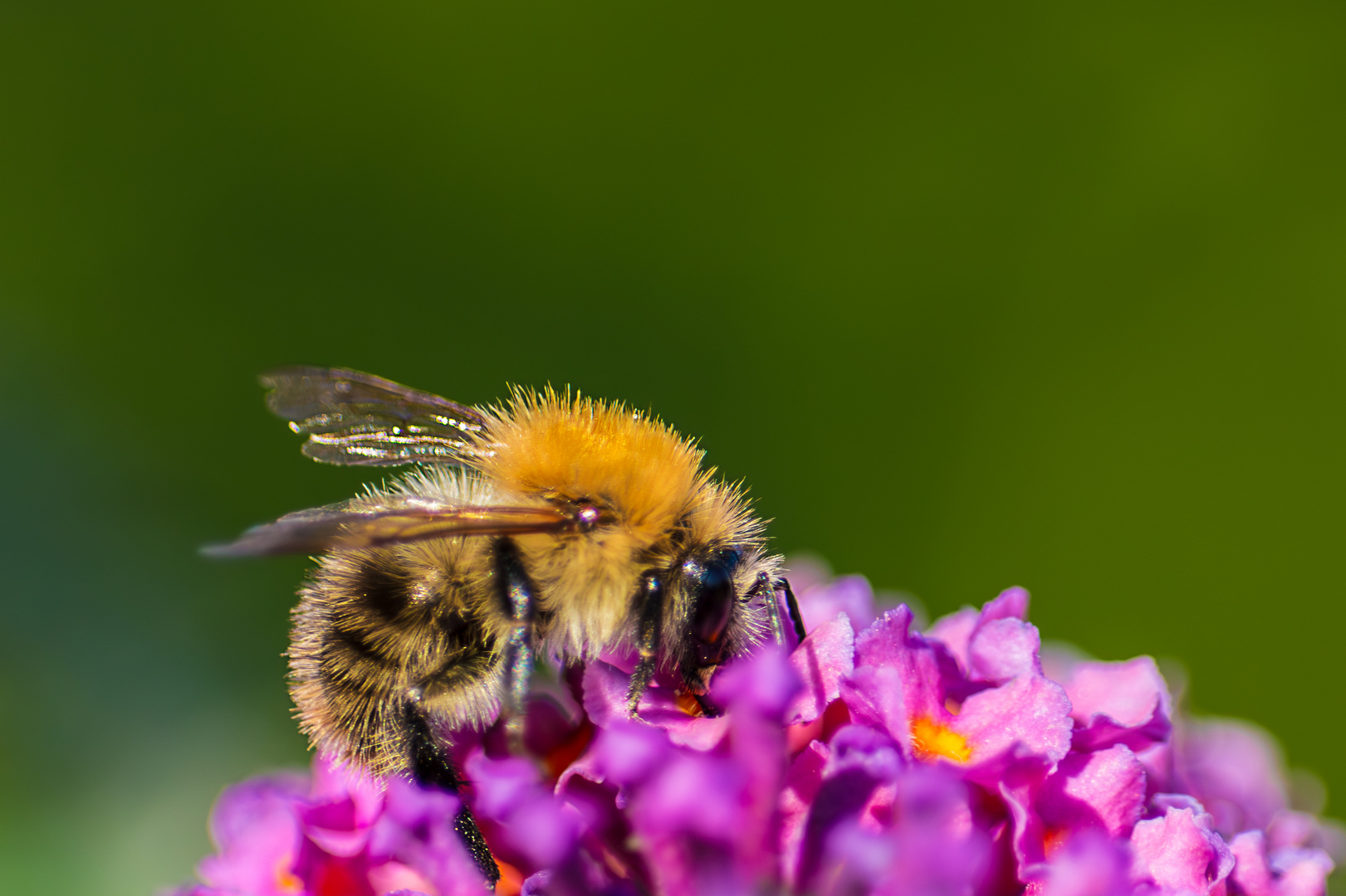 Kleine Hummel