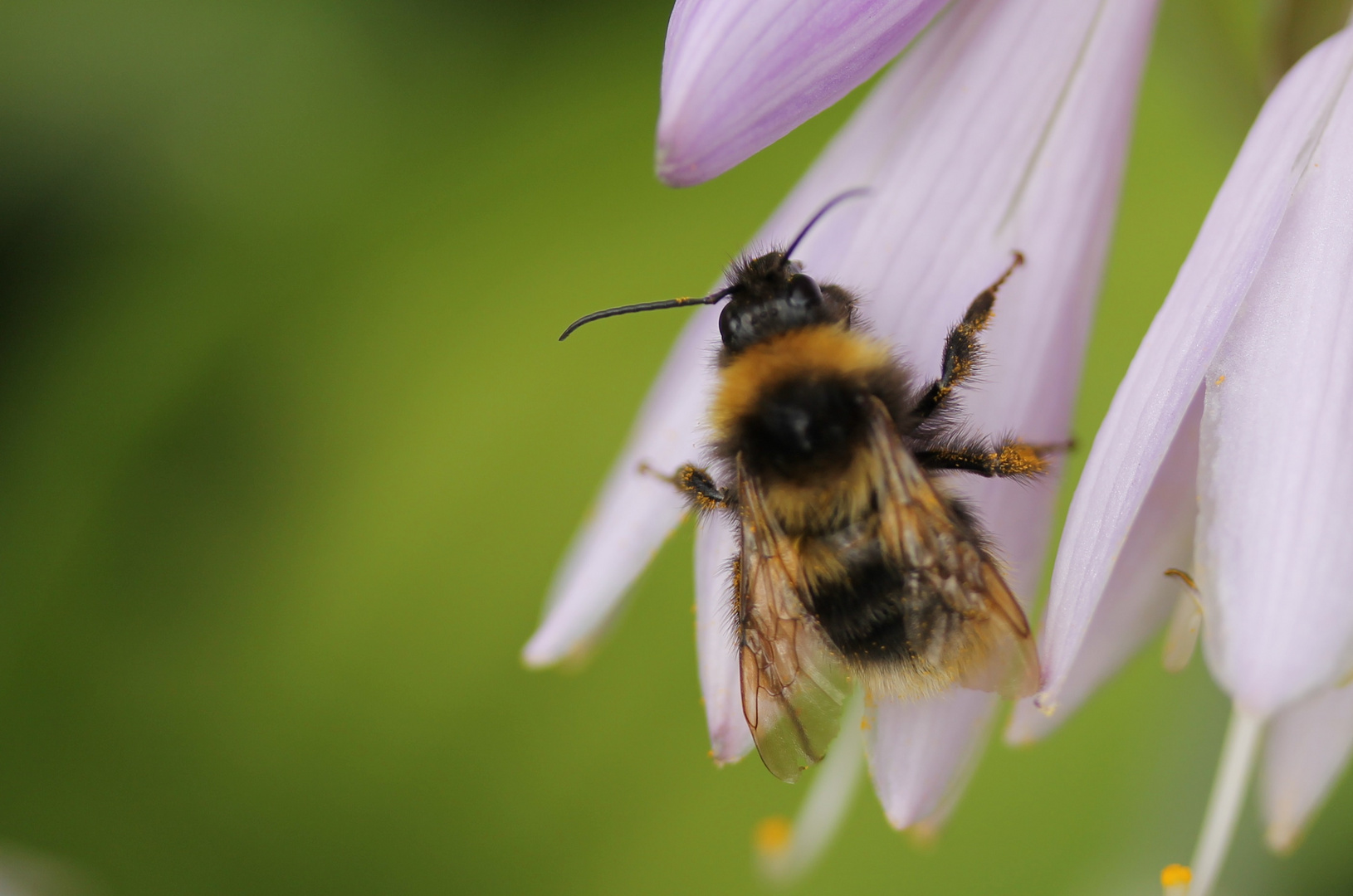 kleine Hummel