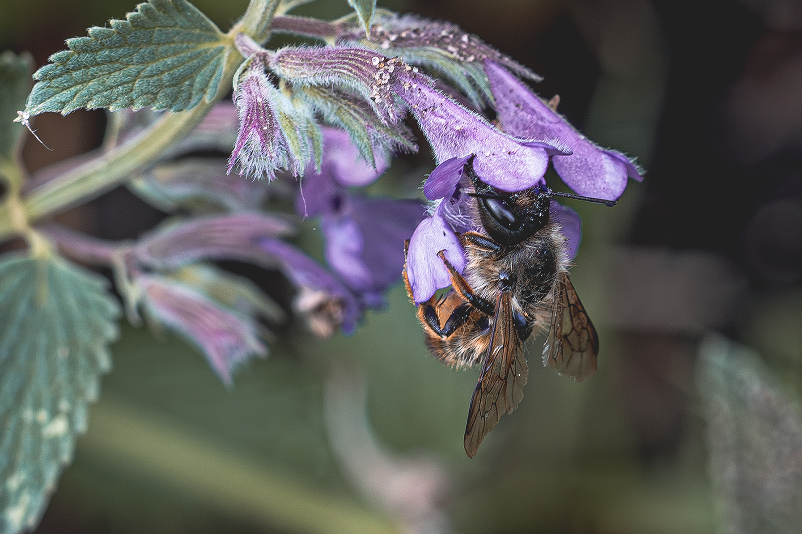 kleine Hummel